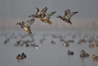 Migratory birds in Kashmir