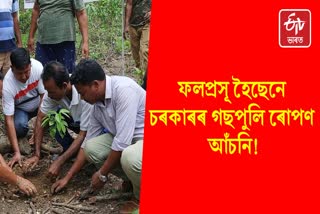 Plantation Programme