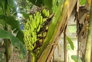 banana_win_stem_in_kakinada_district