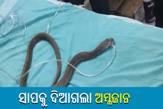 Unconscious cobra rescued