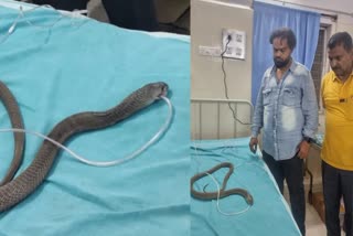 Snake Rescued Giving Oxygen Viral Video