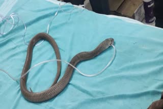 Unconscious Cobra Rescued  Cobra Rescued By Supplying Artificial Oxygen  How To Supply Artificial Oxygen  Primary Rescue Tips To Save Life  How Artificial Oxygen Working  കാറിനകത്ത് മൂര്‍ഖന്‍ പാമ്പ്  കൃത്രിമ ശ്വാസം നല്‍കി പാമ്പിനെ രക്ഷപ്പെടുത്തി  കാറിനകത്ത് കുടുങ്ങിയ പാമ്പിനെ രക്ഷപ്പെടുത്തി  കൃത്രിമ ശ്വാസം നല്‍കി രക്ഷപ്പെടുത്തല്‍  പ്രാഥമിക ജീവന്‍രക്ഷ മാര്‍ഗങ്ങള്‍