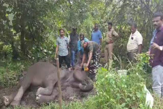 kariyam muriyam forest elephant  ailing elephant in Malappuram  ailing elephant Malappuram kariyam muriyam forest  kariyam muriyam forest injured elephant  injured elephant in malappuram  അവശനിലയിൽ പിടിയാന  മലപ്പുറം വനത്തിൽ അവശനിലയിൽ ആന  മലപ്പുറത്ത് ആന അവശനിലയിൽ  ആന പരിക്കേറ്റ് അവശനിലയിൽ  കരിയംമുരിയം ആന അവശനിലയിൽ