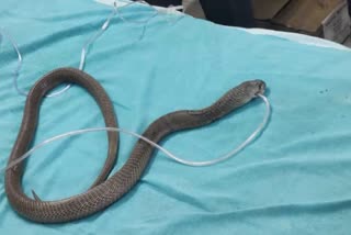 Unconscious cobra saved through artificial oxygen, released in forest after recovery