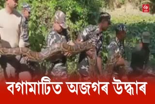 Python rescued at Bagamati