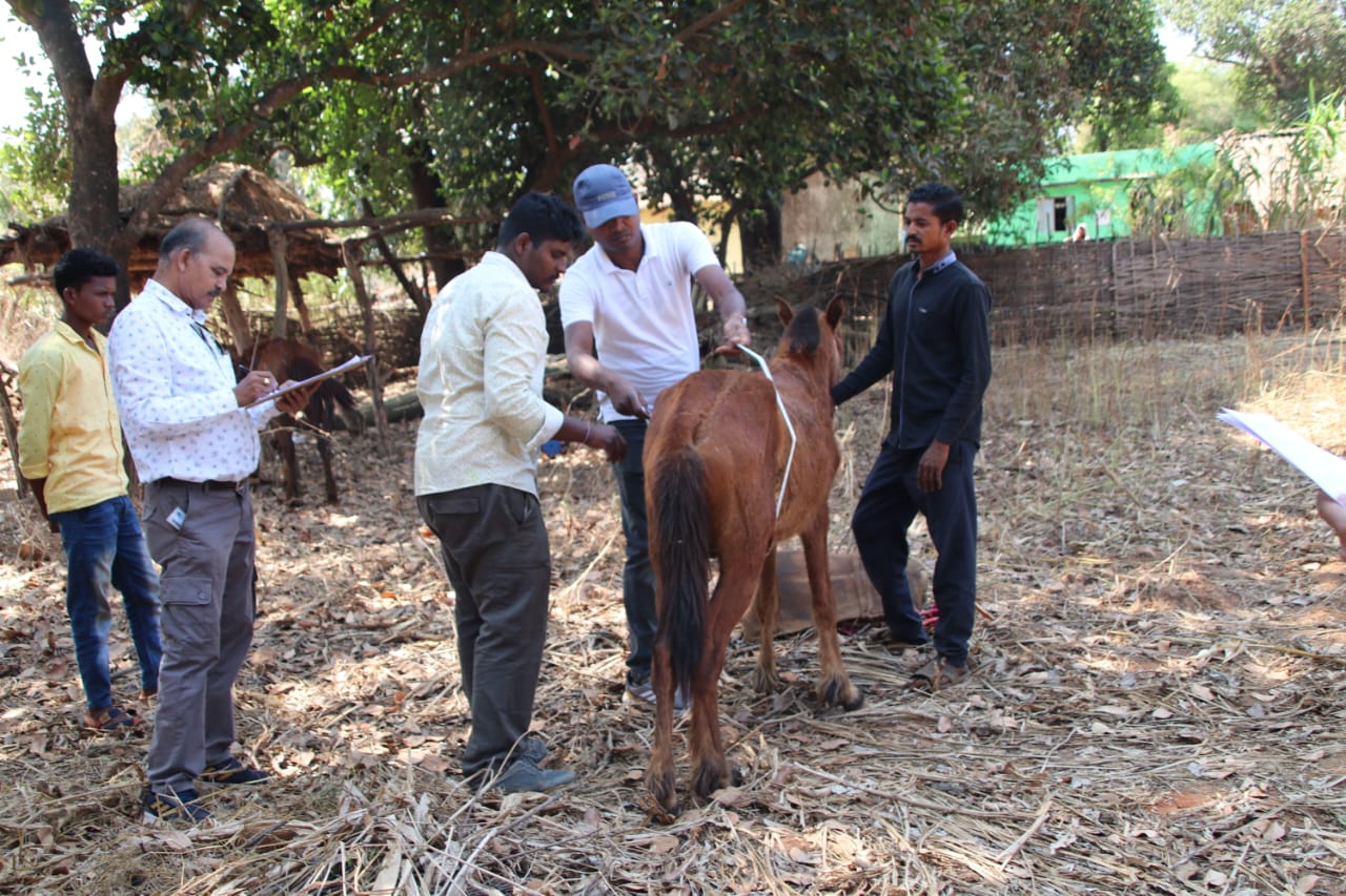 pony horse