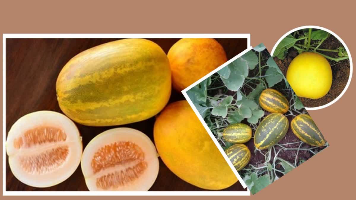 CUCUMBER BENEFITS IN Kannada  HEALTH BENEFITS OF CUCUMBER  NUTRIENTS IN CUCUMBER  HEALTH BENEFITS OF EATING CUCUMBER