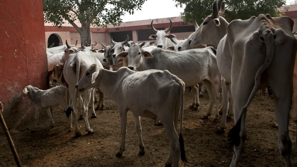 cow attack innocent child RAJGARH