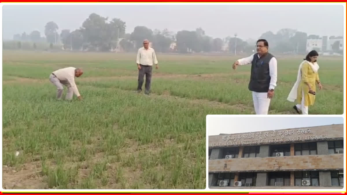 Wheat sowing in Haryana