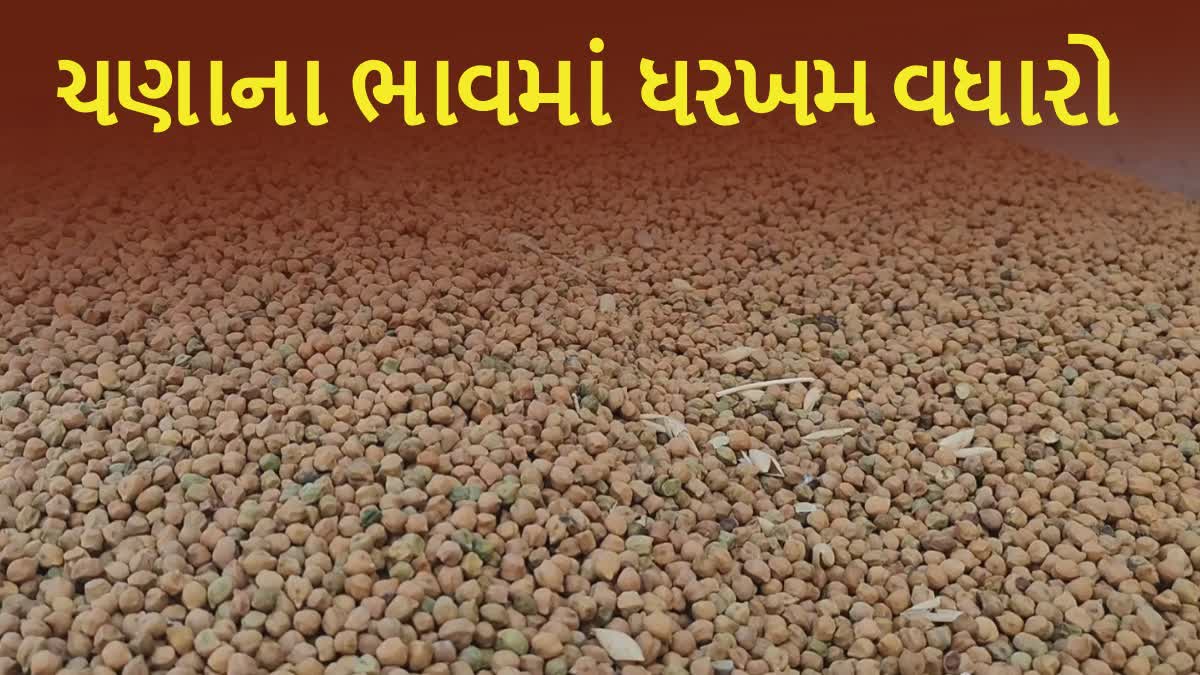 સાવરકુંડલા માર્કેટિંગ યાર્ડમાં ચણાના ભાવમાં ઉછાળો