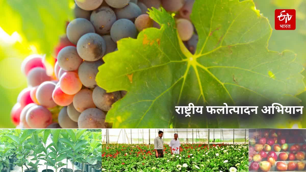 National Horticulture Mission