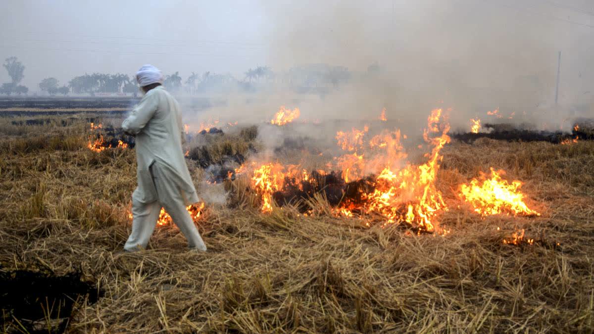 A farmer burns paddy stubble in a field at a village, in Patiala