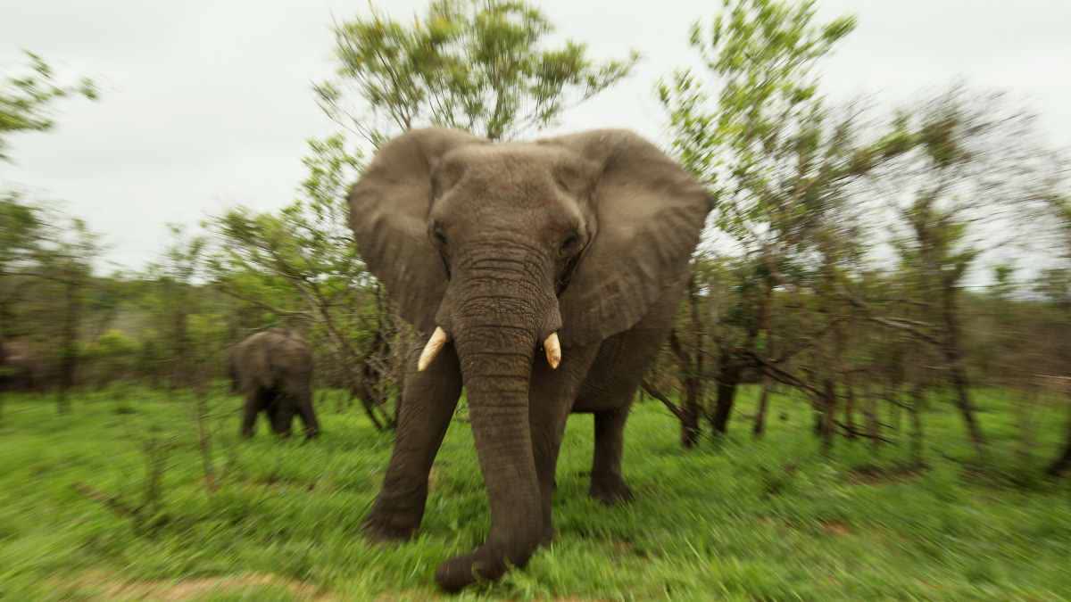 PANNA ELEPHANT ATTACKED mahavat