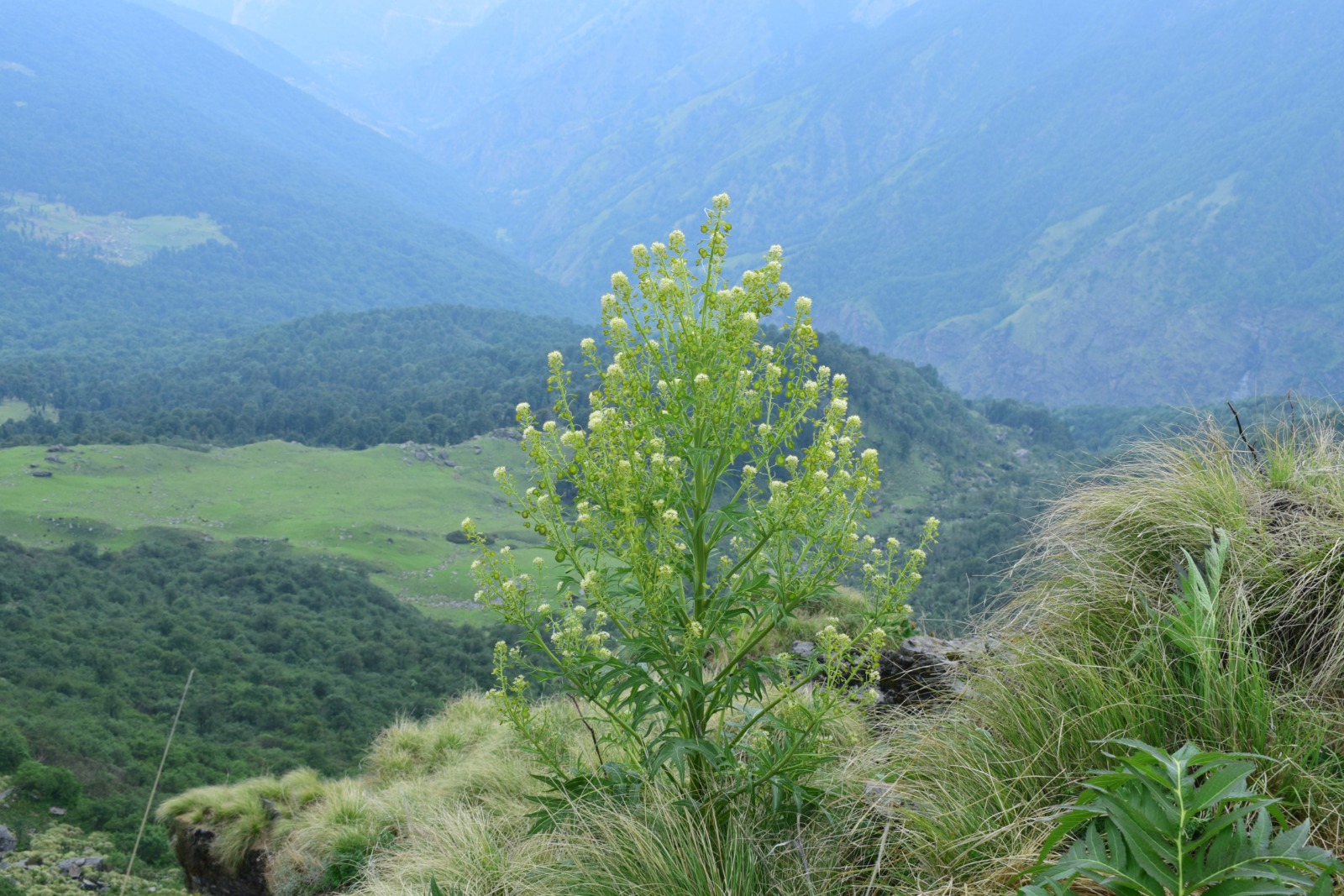 BARMOLA HERBS PLANT UTTARAKHAND