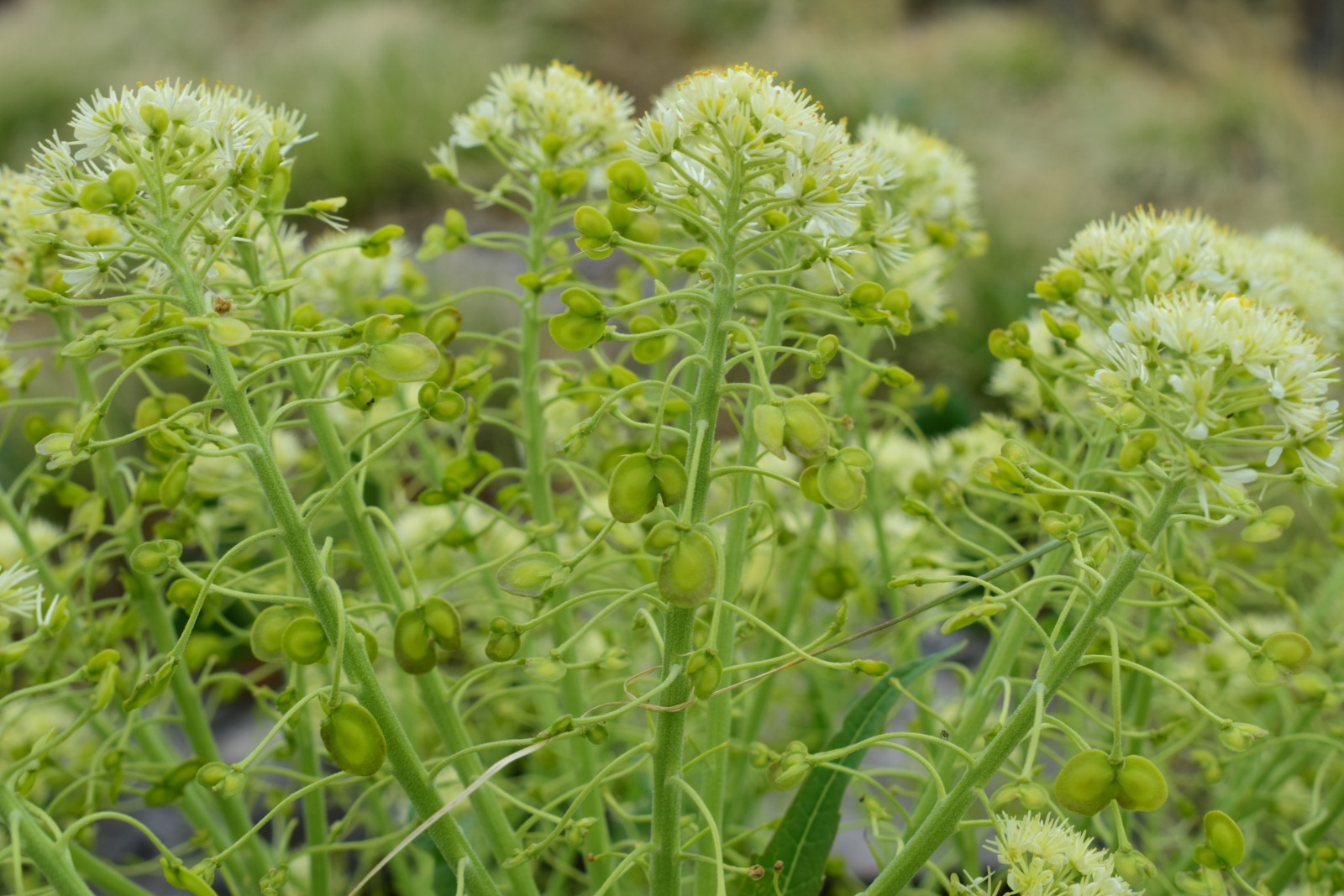 BARMOLA HERBS PLANT UTTARAKHAND