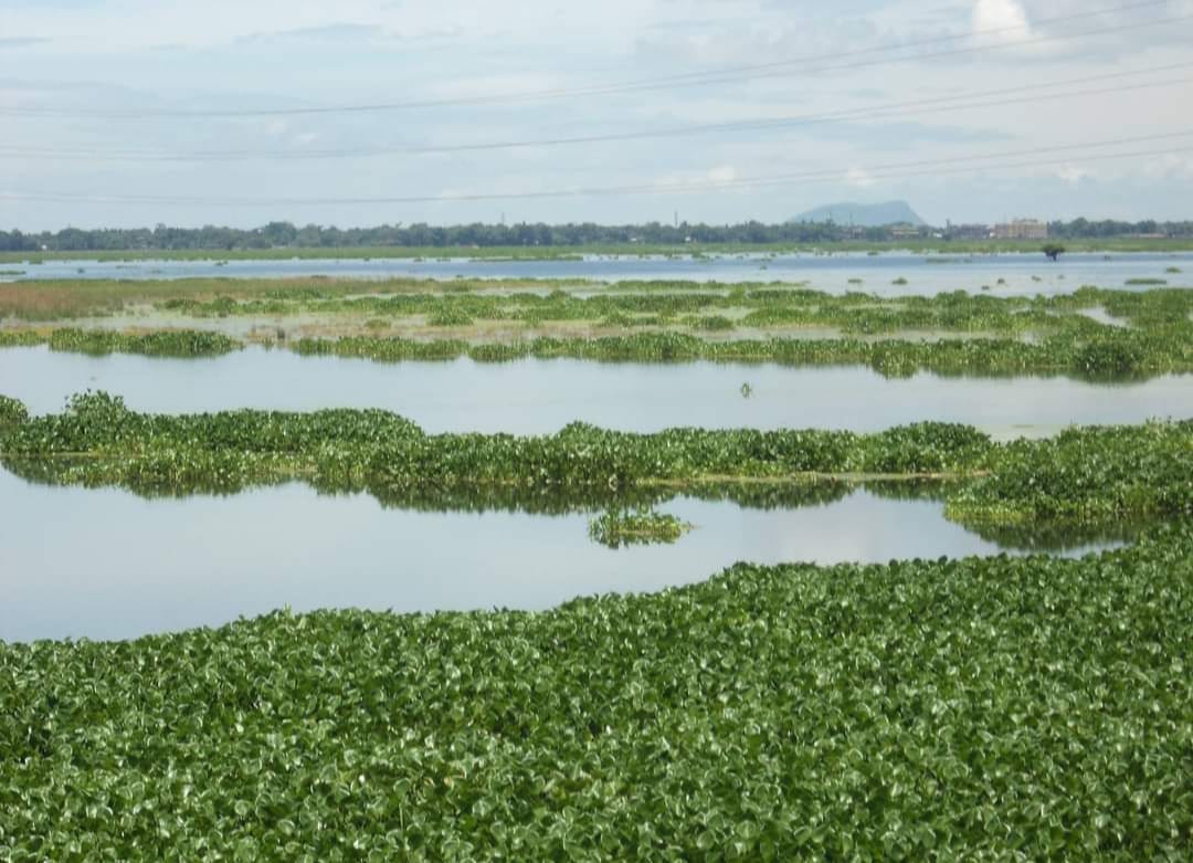 Deepor Beel: Assam's Lone Ramsar Site Struggling To Retain Status