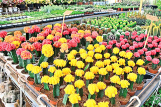 moon_cactus_flower_in_east_godavari_district