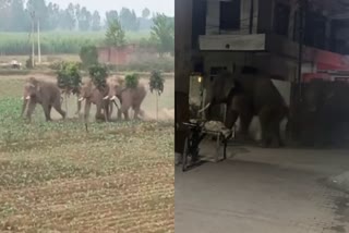 ELEPHANT TERROR IN HARIDWAR