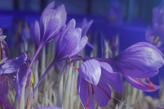 Lucknow Resident Leaves Lucrative US Job To Grow Saffron Using Aeroponics