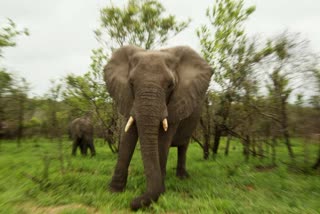 PANNA ELEPHANT ATTACKED mahavat