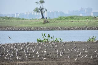 Deepor Beel: Assam's Lone Ramsar Site Struggling To Retain Status