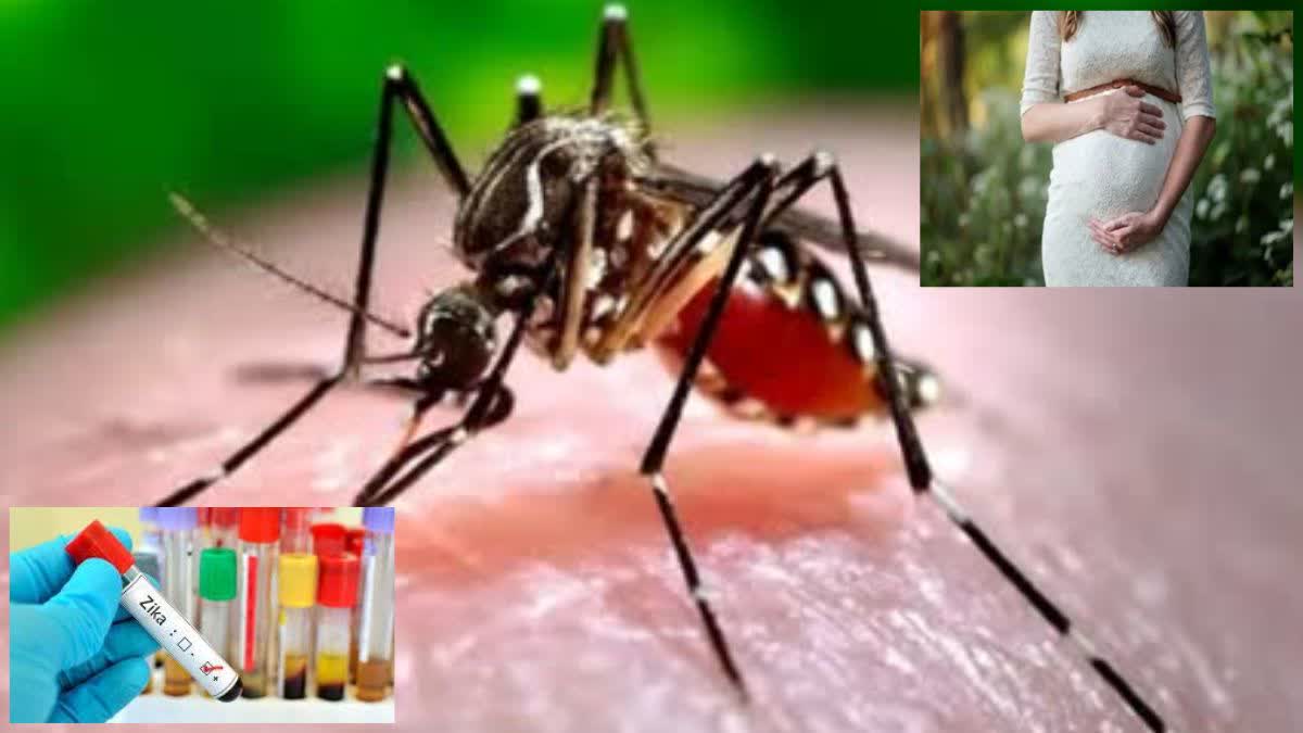 Zika Virus nineteen pregnant women zika suspects were found in nashik
