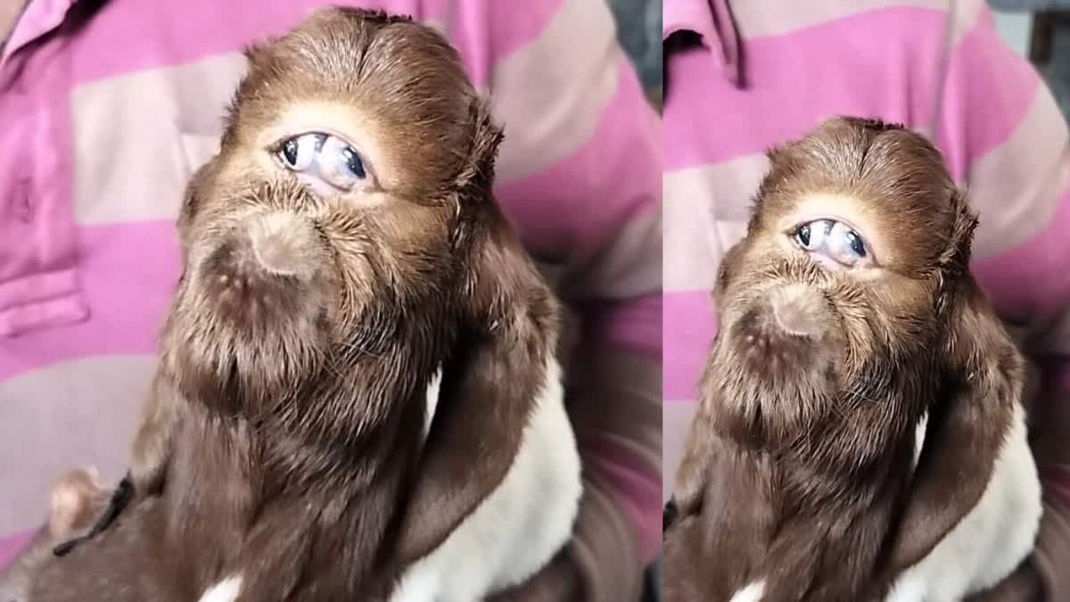 indore goat born with human face