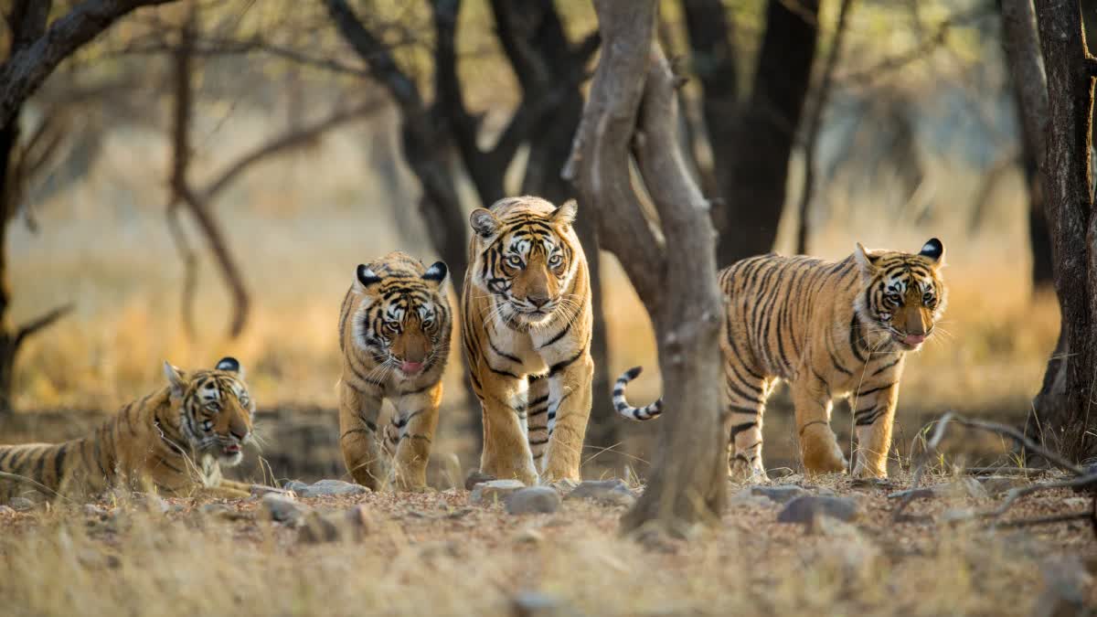 panna Tiger Reserve income 2023