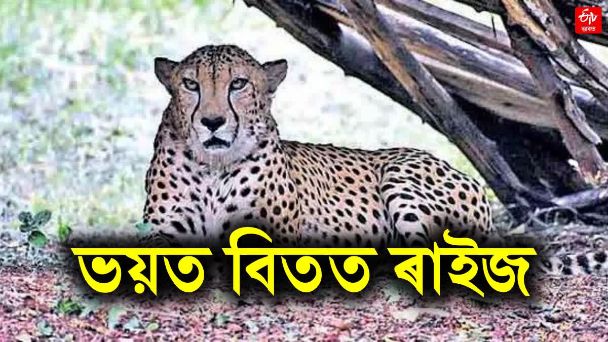 leopard attacks a man from behind at mariani