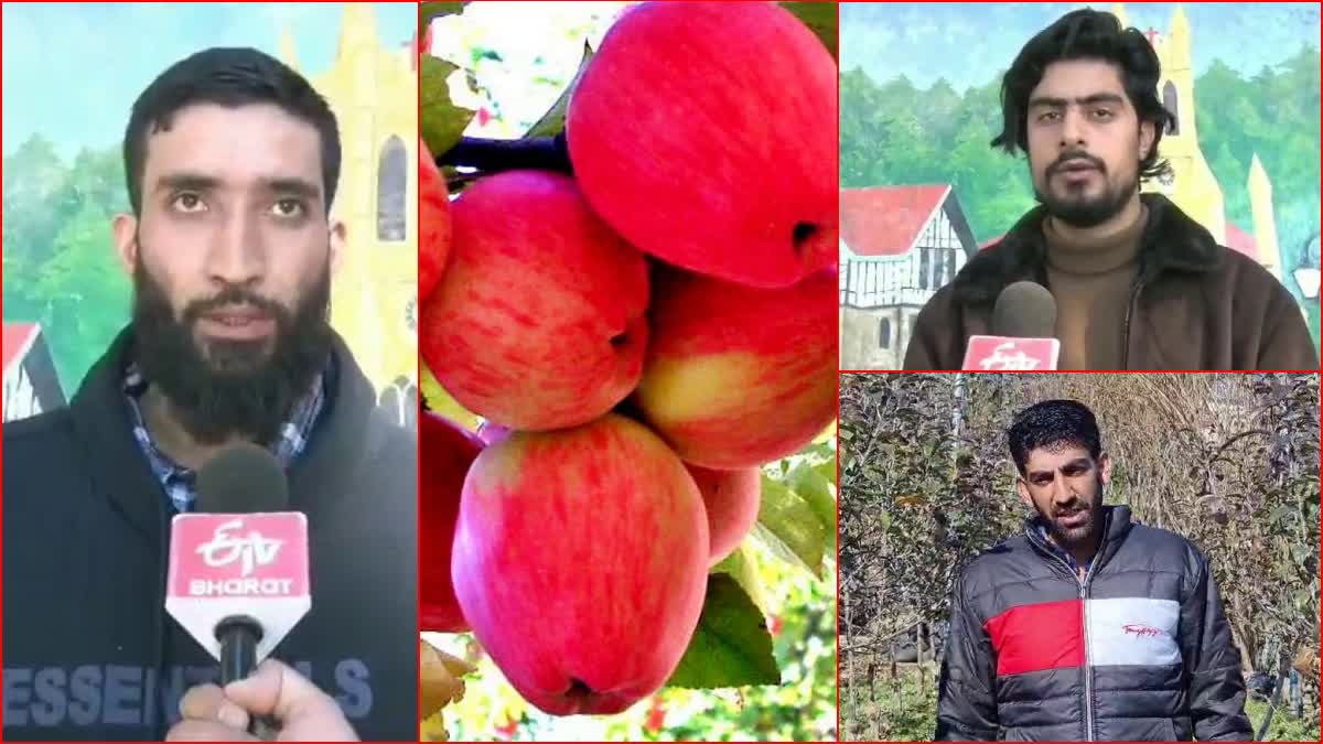 Himachal Apple