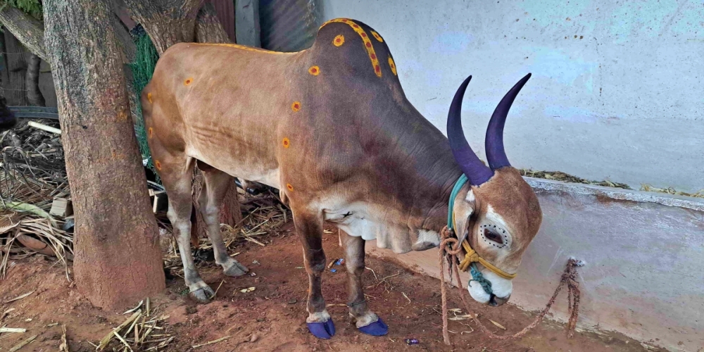 ಕಲ್ಮೇಶ್ವರನಿಗೆ ಹುಟ್ಟುಹಬ್ಬ ಆಚರಣೆ