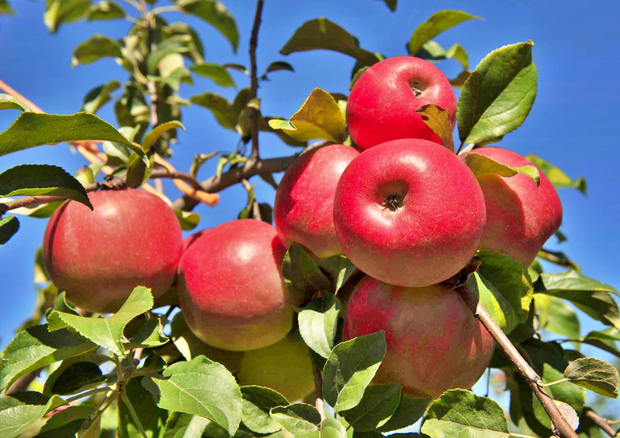 Himachal Apple