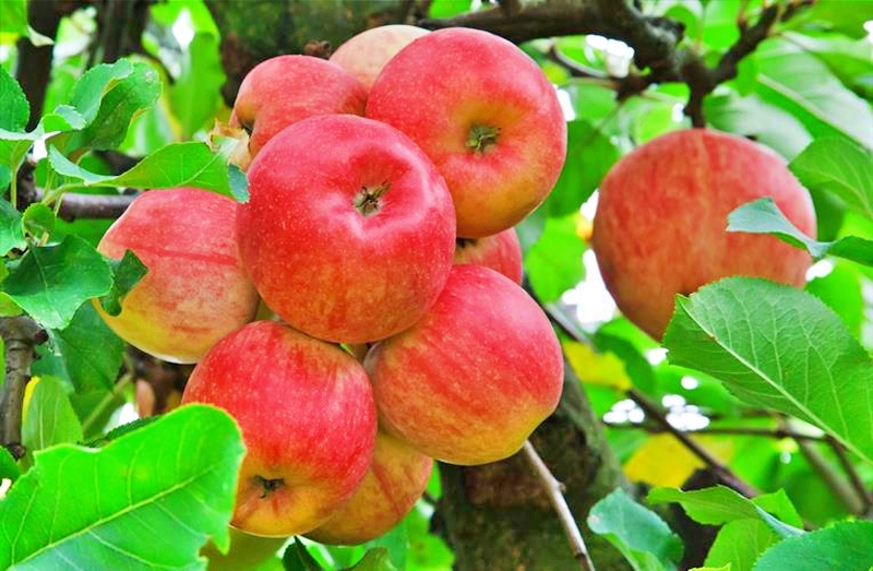 Himachal Apple