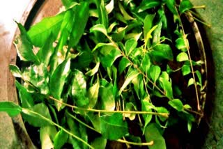 curry leaves benefits in telugu