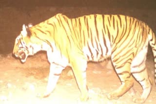 ramnagar tiger news