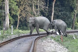 Elephant died after being hit by train