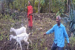 Blind Couple Grazed their Goats in Forest Area of Melghat