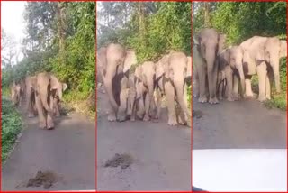 elephants on the road