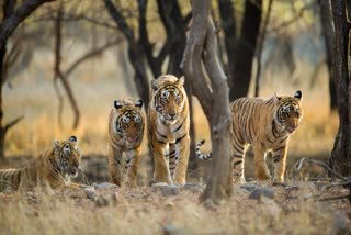 panna Tiger Reserve income 2023