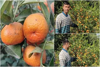 Orange Cultivation