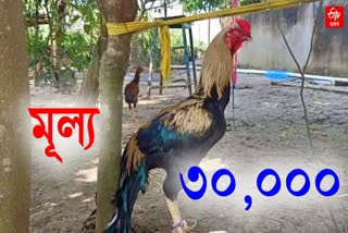 One hen costs 30k in balasore