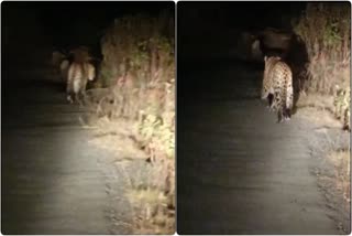 Guldar stroll in Pauri