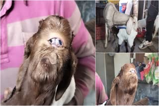 Goat Born With Human Face Video Viral