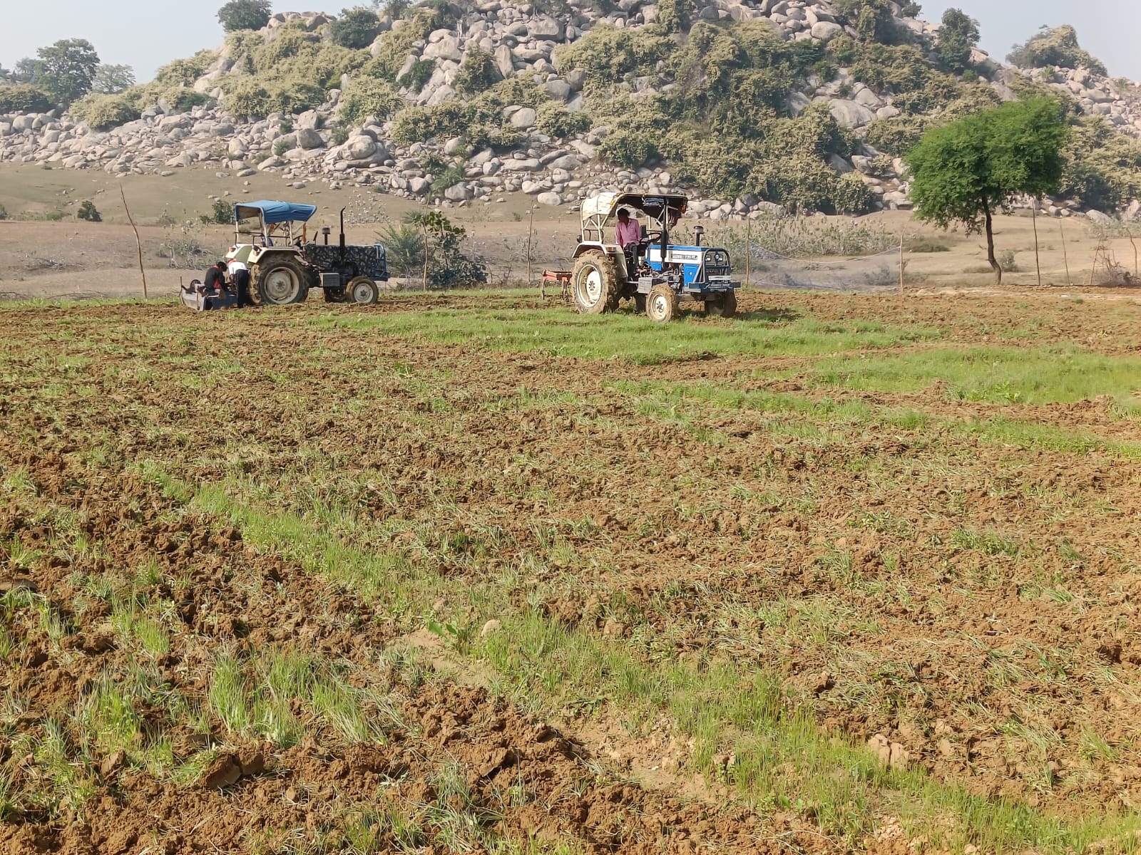 गया में अफीम की खेती के खिलाफ ऑपरेशन क्लीन