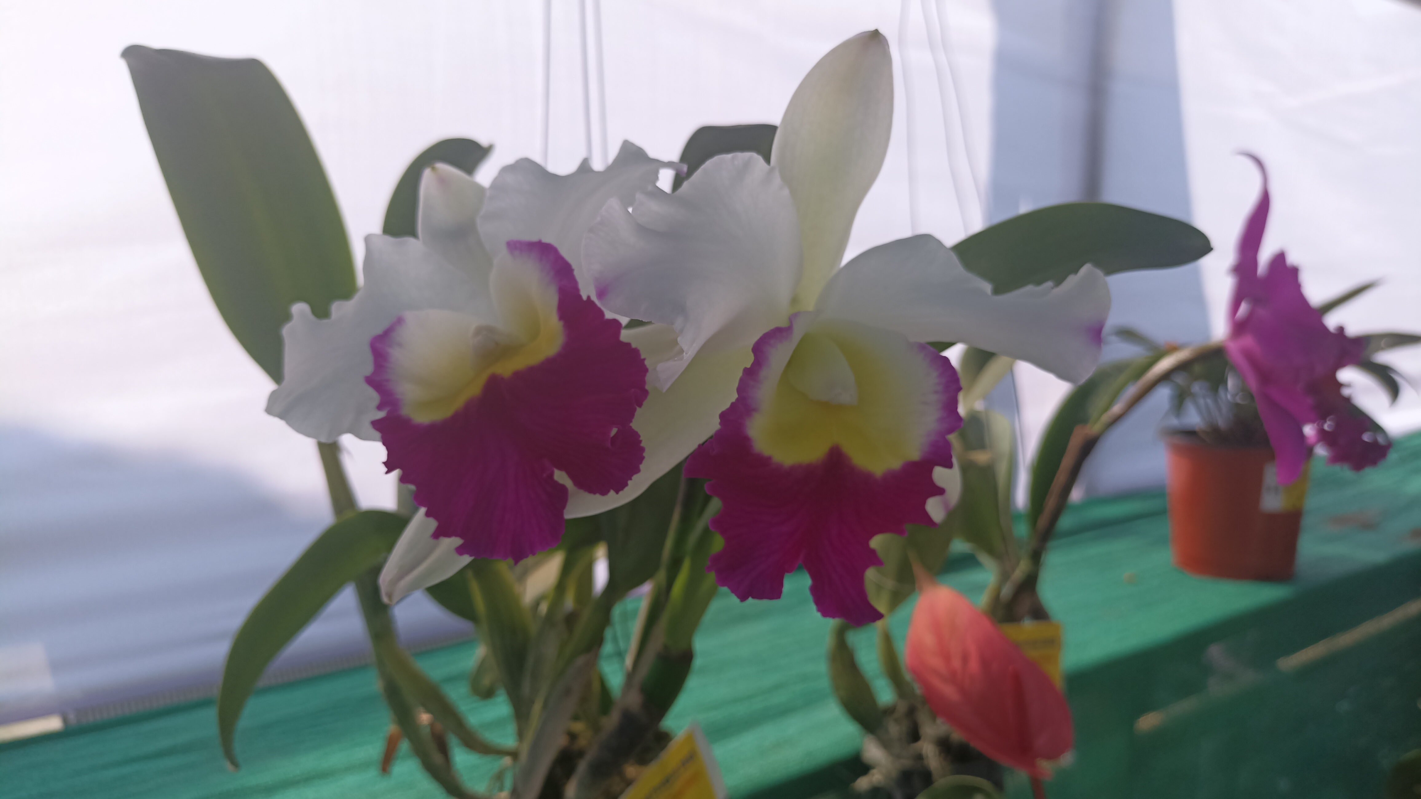 Orchid Festival in Jalpaiguri