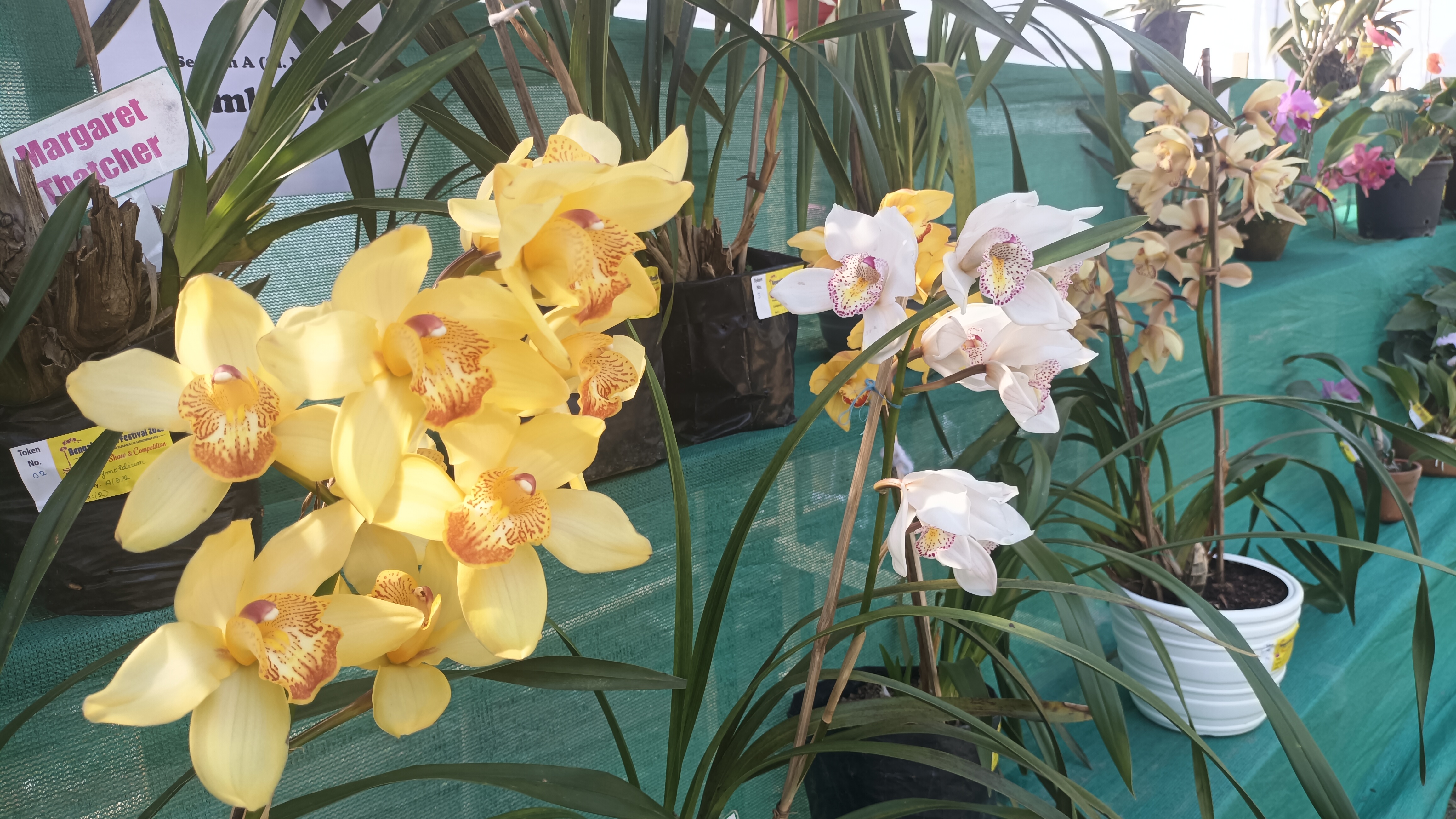 Orchid Festival in Jalpaiguri