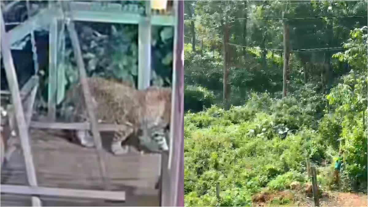 VYTHIRI VEETTIKUNNU WILD ANIMALS  LEOPARD FOUND VYTHIRI  പുള്ളിപ്പുലി വീട്ടിക്കുന്ന്  വീട്ടിക്കുന്ന് വന്യമൃഗ ശല്യം