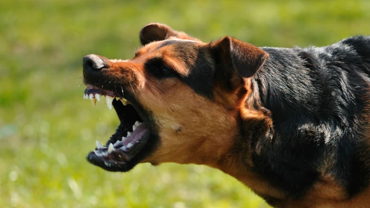 HIMACHAL STRAY DOG ATTACK CASE