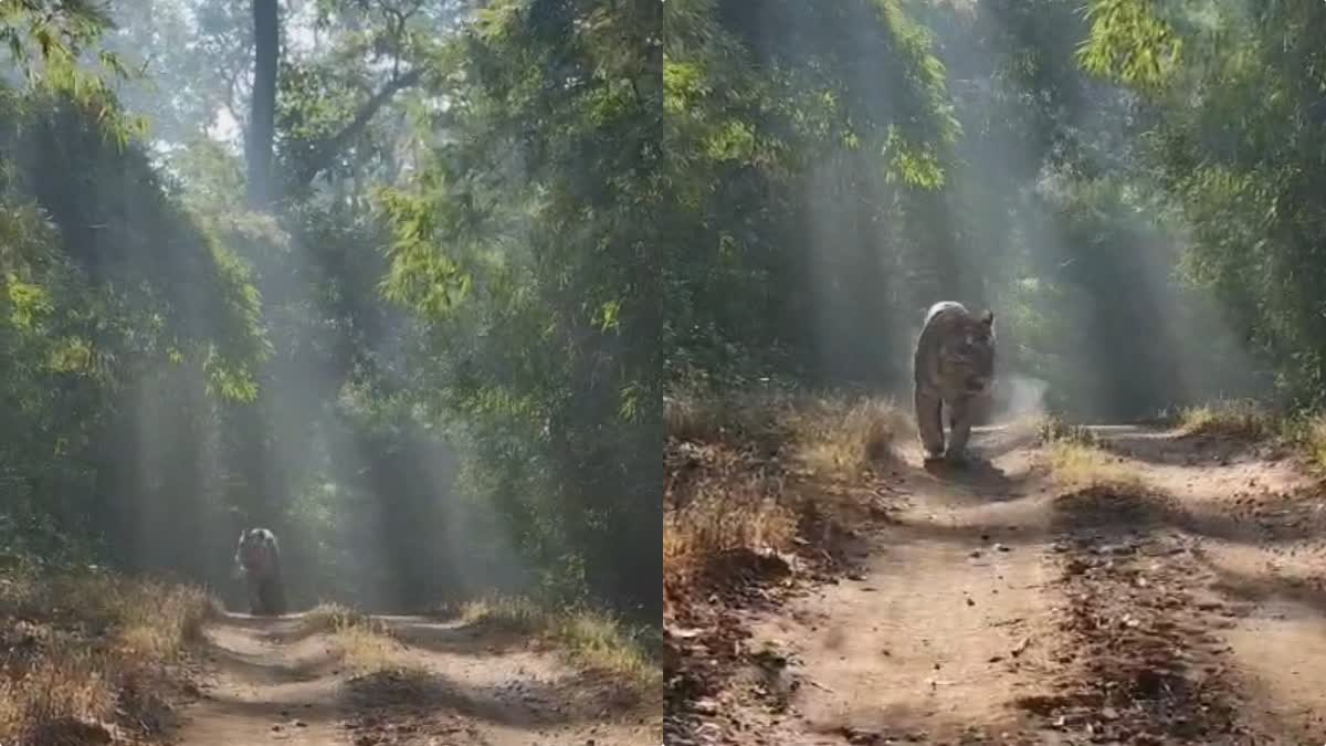 KANHA NATIONAL PARK TIGER VIDEO