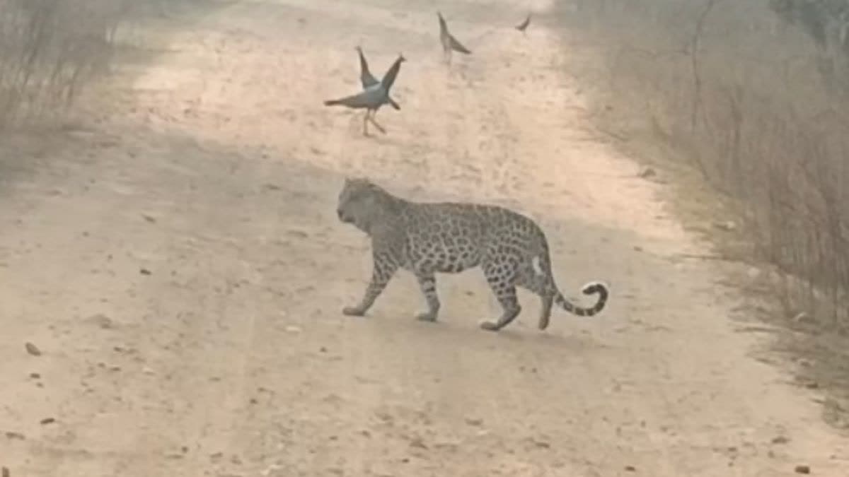 ALWAR PANTHER FEAR